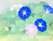 朝顔作品画像